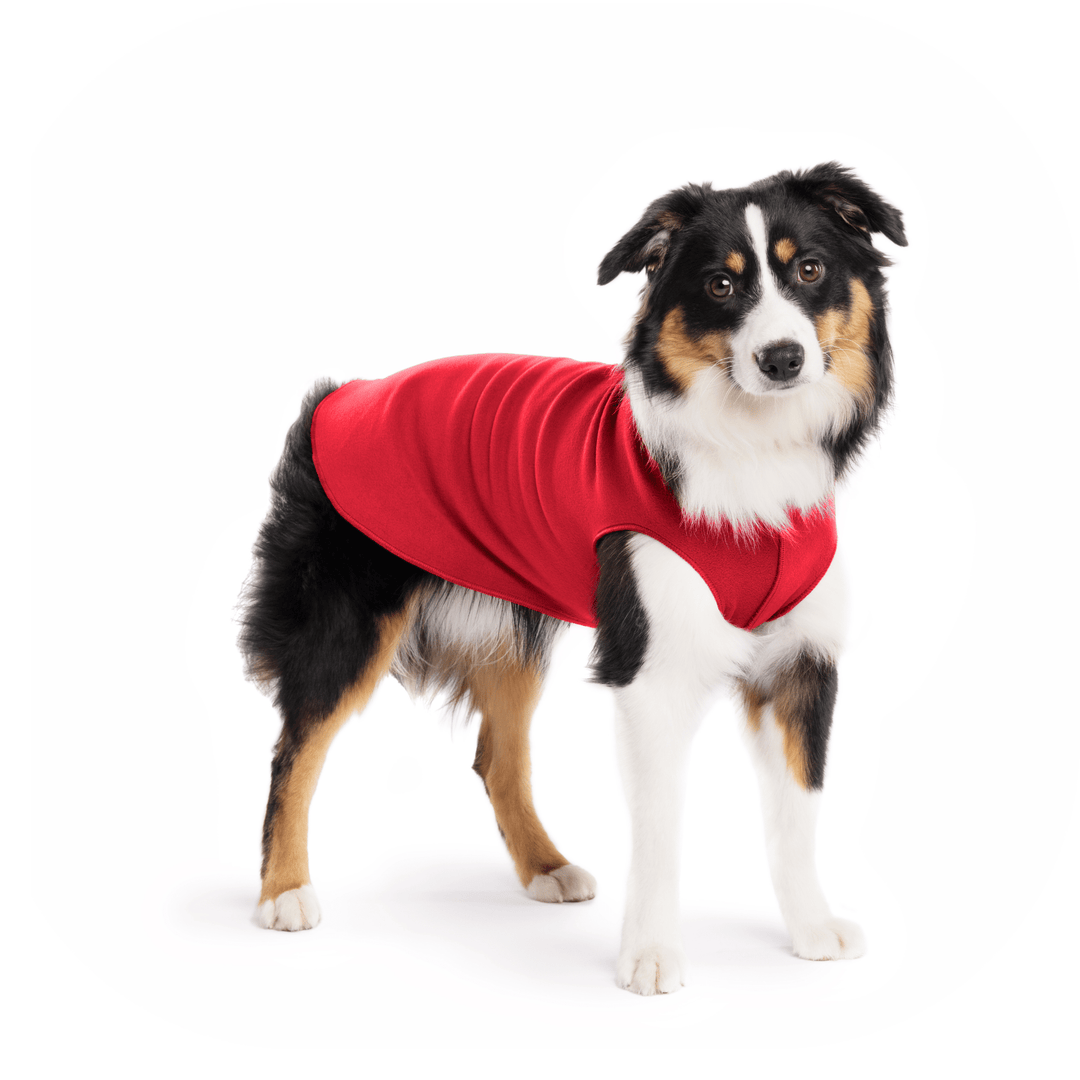 A Mini American Shepherd wearing a red stretch fleece on a white background