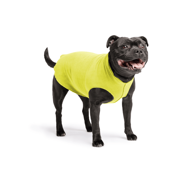 Staffordshire Terrier standing wearing an avocado green stretch fleece on a white background