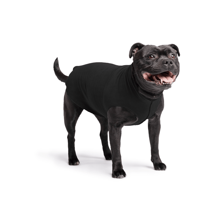Staffordshire Terrier standing wearing a black stretch fleece on a white background