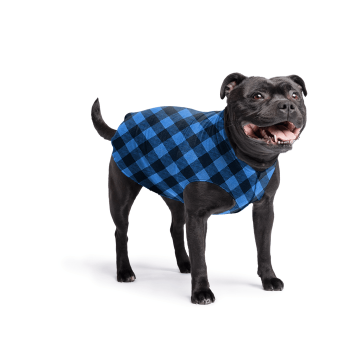 Staffordshire Terrier standing wearing a cobalt and black buffalo check stretch fleece on a white background