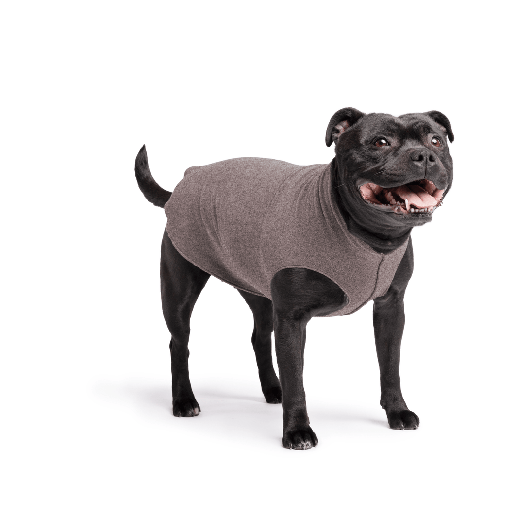 Staffordshire Terrier standing wearing a charcoal stretch fleece on a white background