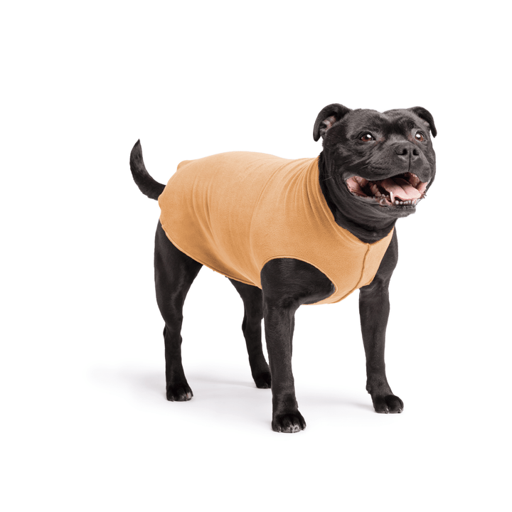 Staffordshire Terrier standing wearing a chipmunk brown stretch fleece on a white background