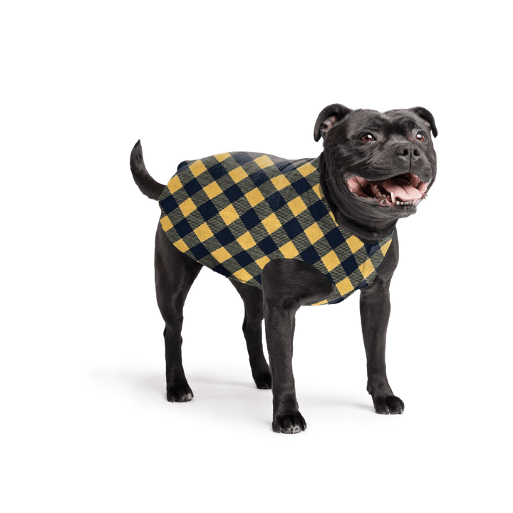Staffordshire Terrier standing wearing a gold and black buffalo check stretch fleece on a white background