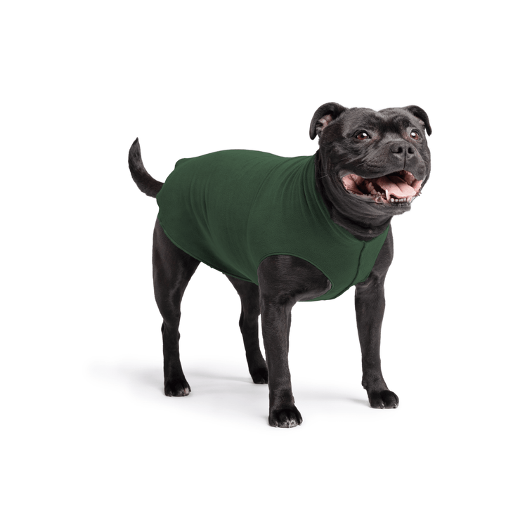 Staffordshire Terrier standing wearing a hunter green stretch fleece on a white background