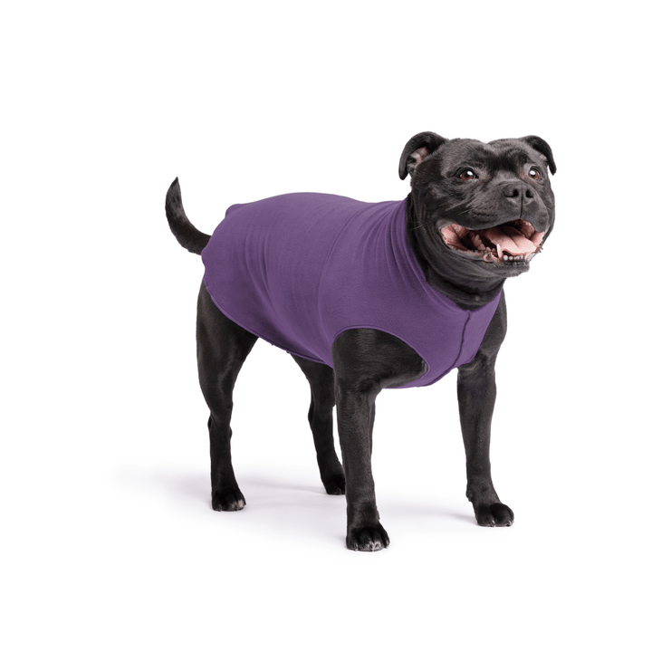 Staffordshire Terrier standing wearing a huckleberry purple stretch fleece on a white background