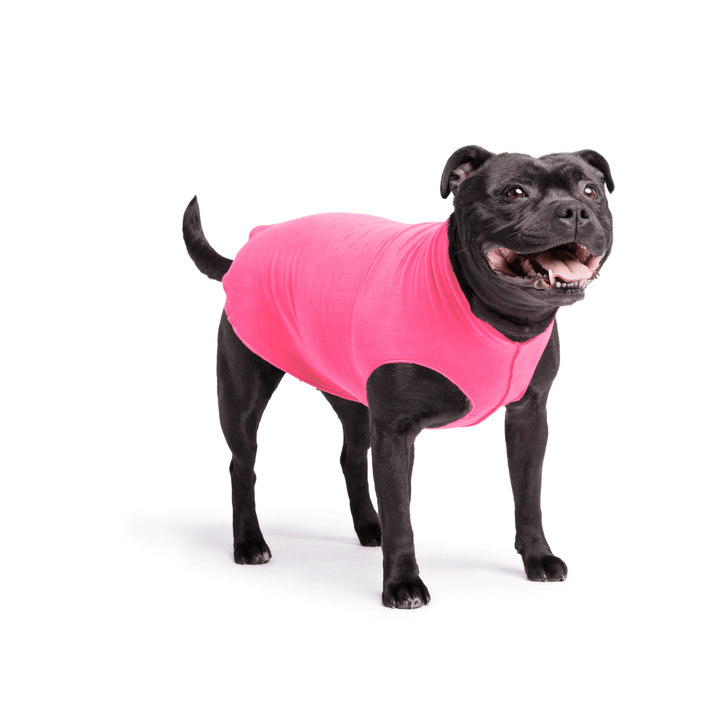 Staffordshire Terrier standing wearing a hot pink stretch fleece on a white background