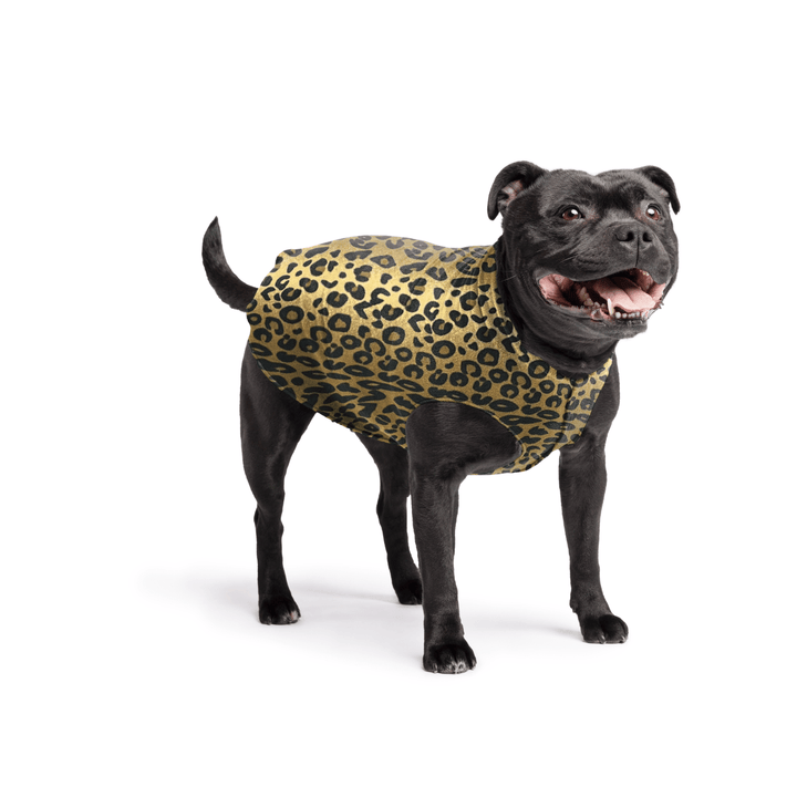 Staffordshire Terrier standing wearing a leopard print stretch fleece on a white background