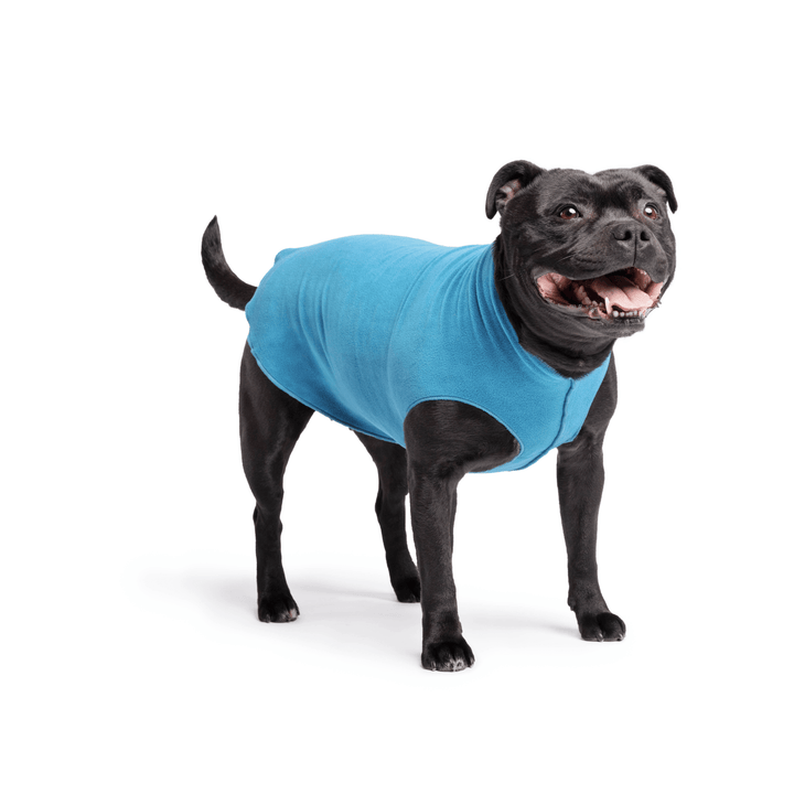 Staffordshire Terrier standing wearing a marine blue stretch fleece on a white background