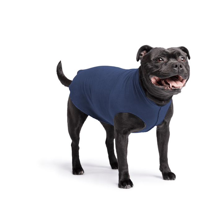 Staffordshire Terrier standing wearing a navy stretch fleece on a white background