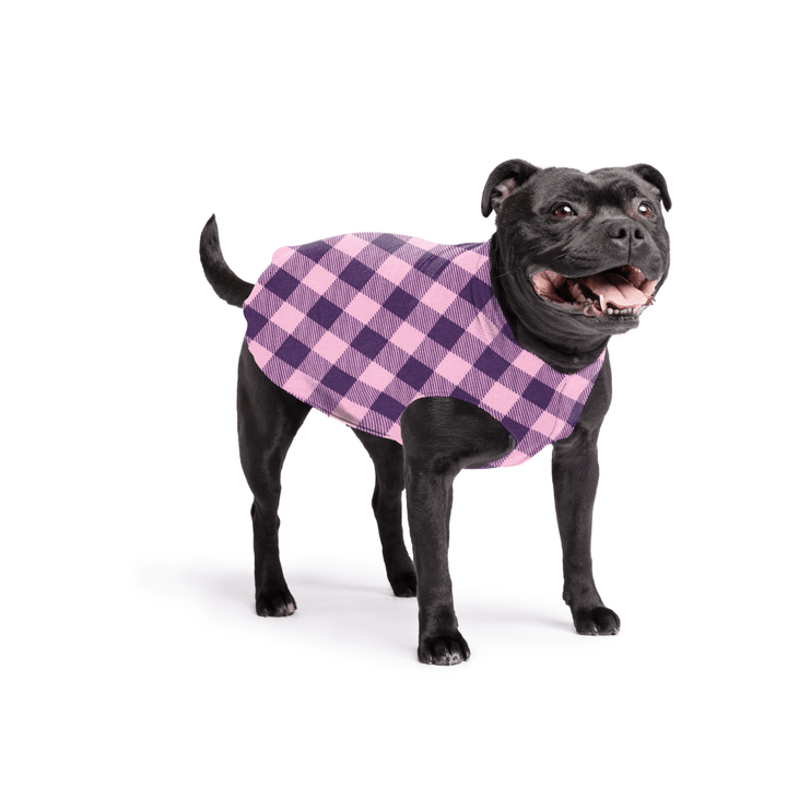Staffordshire Terrier standing wearing a rose pink and huckleberry purple buffalo check stretch fleece on a white background