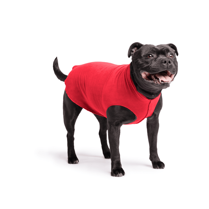 Staffordshire Terrier standing wearing a red stretch fleece on a white background