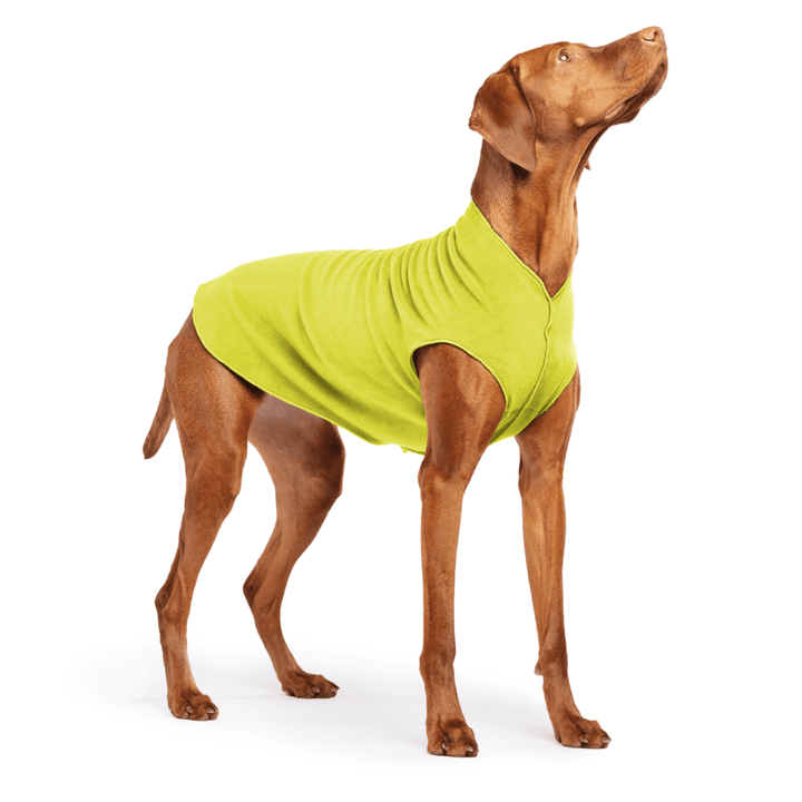 Vizsla is standing wearing an Avocado green Stretch Fleece in front of a white background
