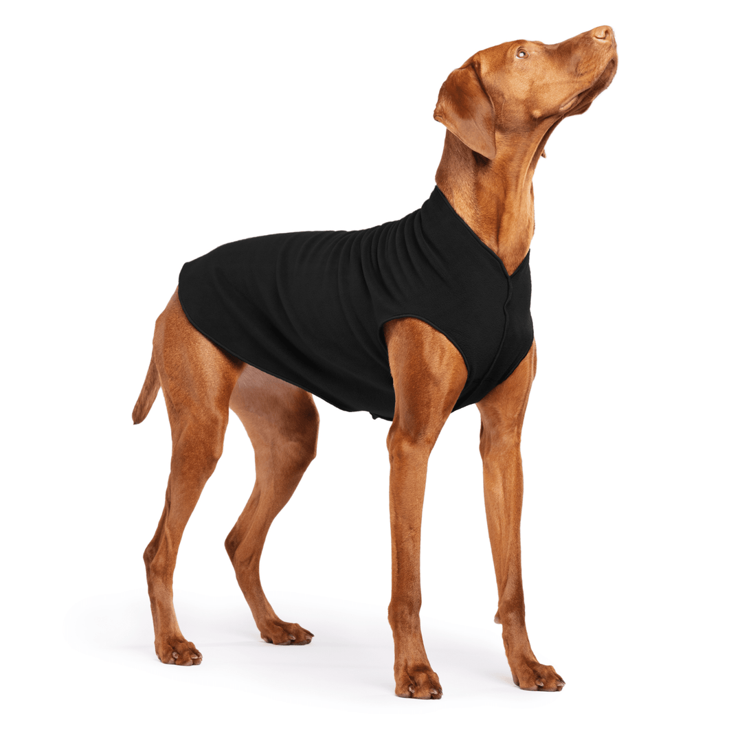 Vizsla is standing wearing a Black Stretch Fleece on a white background
