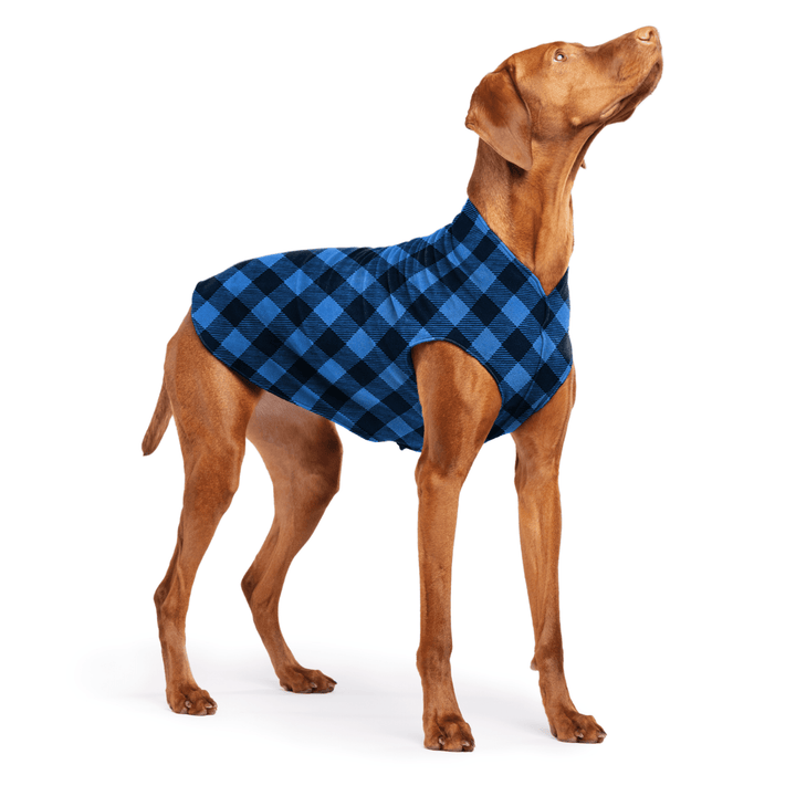 Vizsla is standing wearing a Cobalt and black Buffalo Check Stretch Fleece on a white background