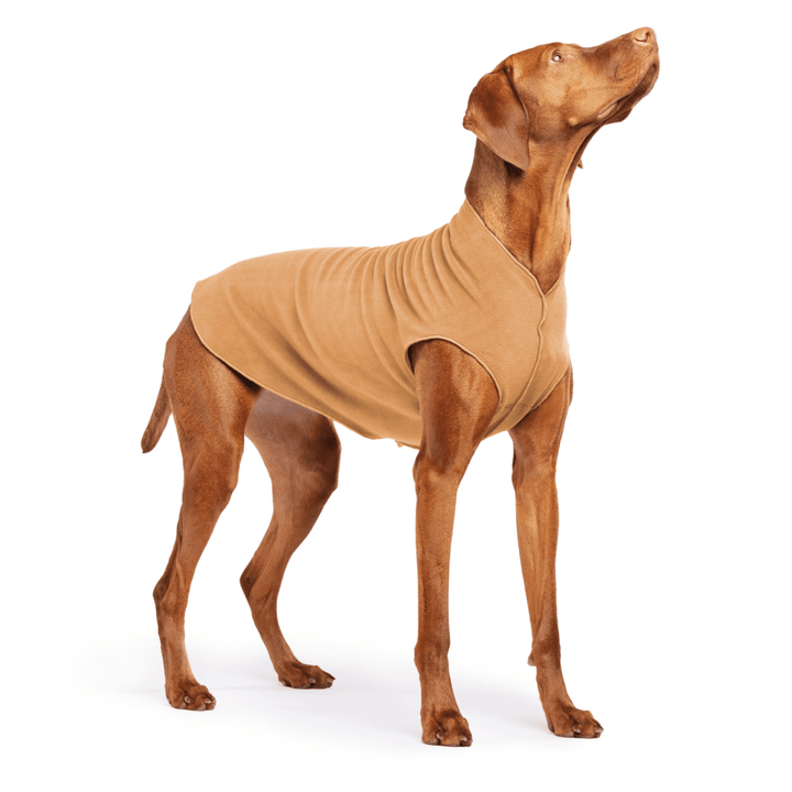 Vizsla is standing wearing a Chipmunk brown Stretch Fleece on a white background