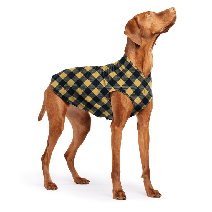 Vizsla is standing wearing a Gold  and black Buffalo Check Stretch Fleece on a white background