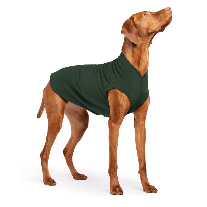 Vizsla is standing wearing a Hunter Green Stretch Fleece on a white background