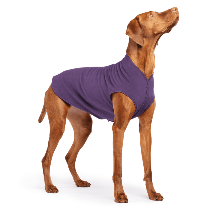 Vizsla is standing wearing a Huckleberry purple Stretch Fleece on a white background