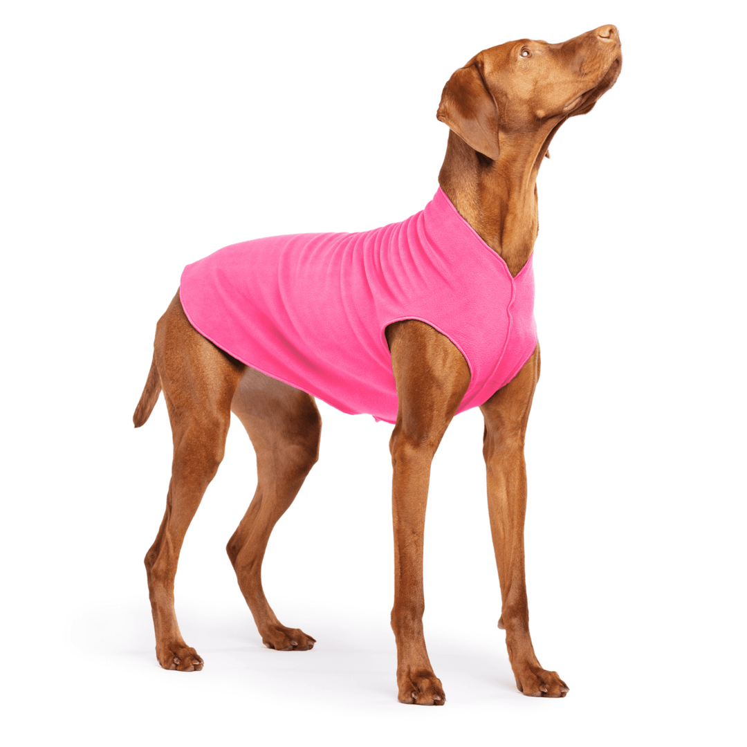 Vizsla is standing wearing a Hot Pink Stretch Fleece on a white background