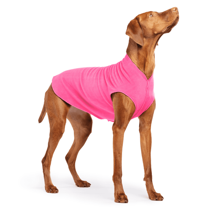Vizsla is standing wearing a Hot Pink Stretch Fleece on a white background