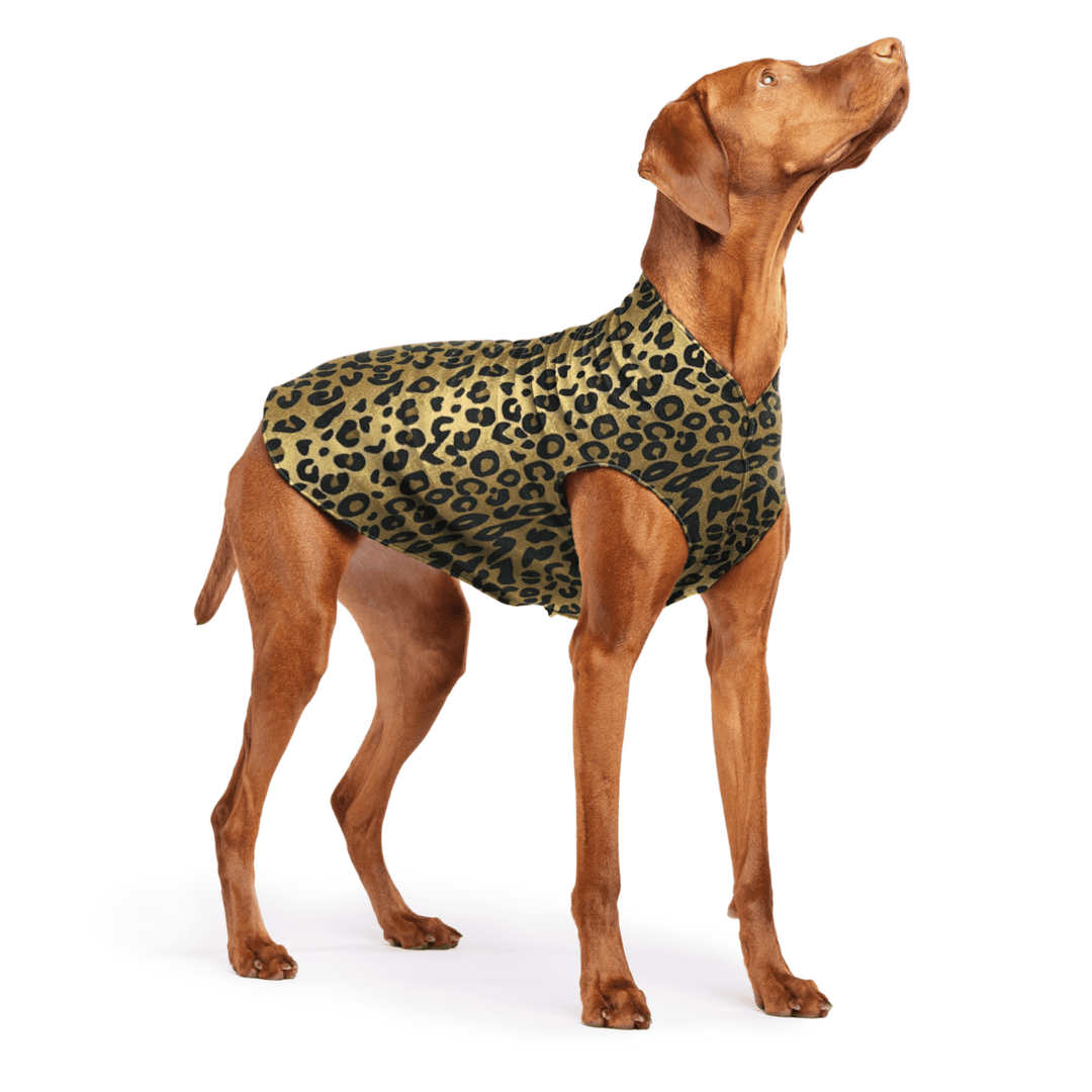 Vizsla is standing wearing a Leopard print Stretch Fleece on a white background