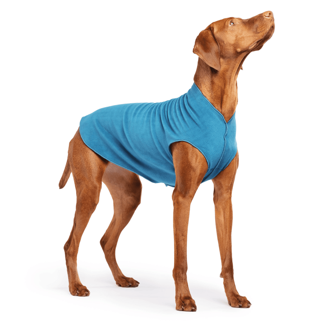 Vizsla is standing wearing a Marine blue Stretch Fleece on a white background