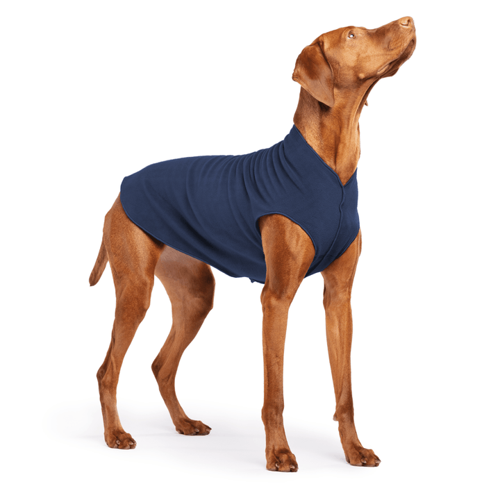 Vizsla is standing wearing a Navy Stretch Fleece on a white background
