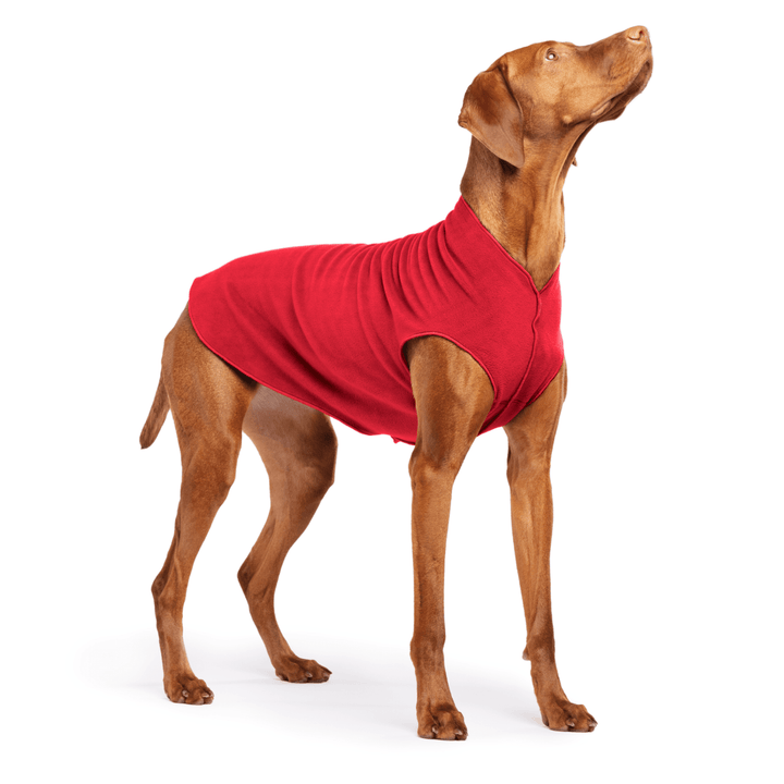 Vizsla is standing wearing a Red Stretch Fleece on a white background