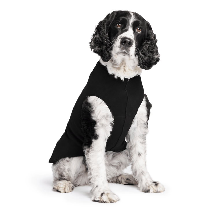 Springer Spaniel is sitting wearing a Black Stretch Fleece in front of a white background