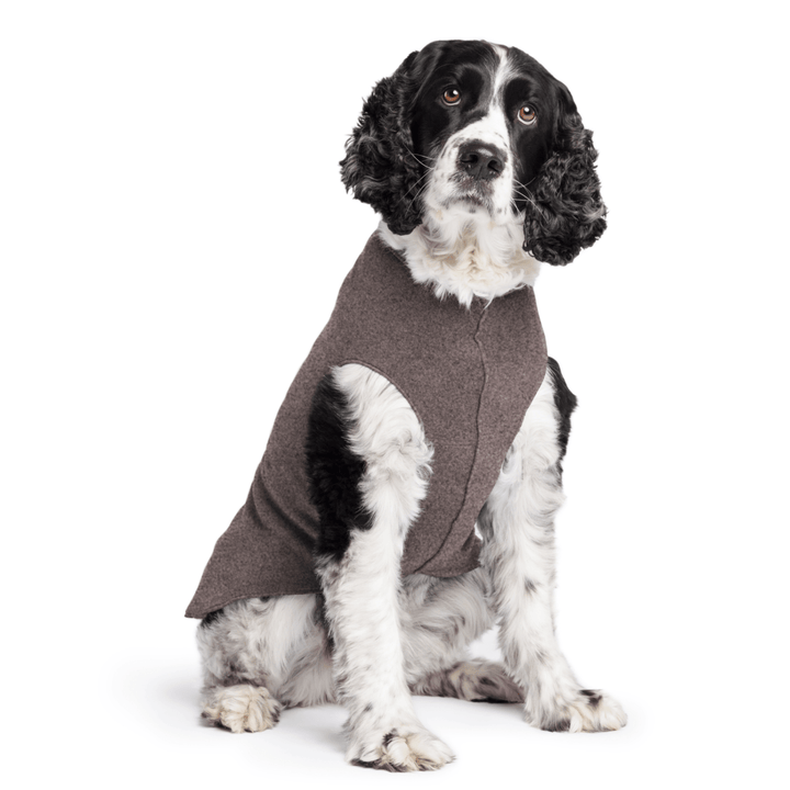 Springer Spaniel is sitting wearing a Charcoal Stretch Fleece in front of a white background
