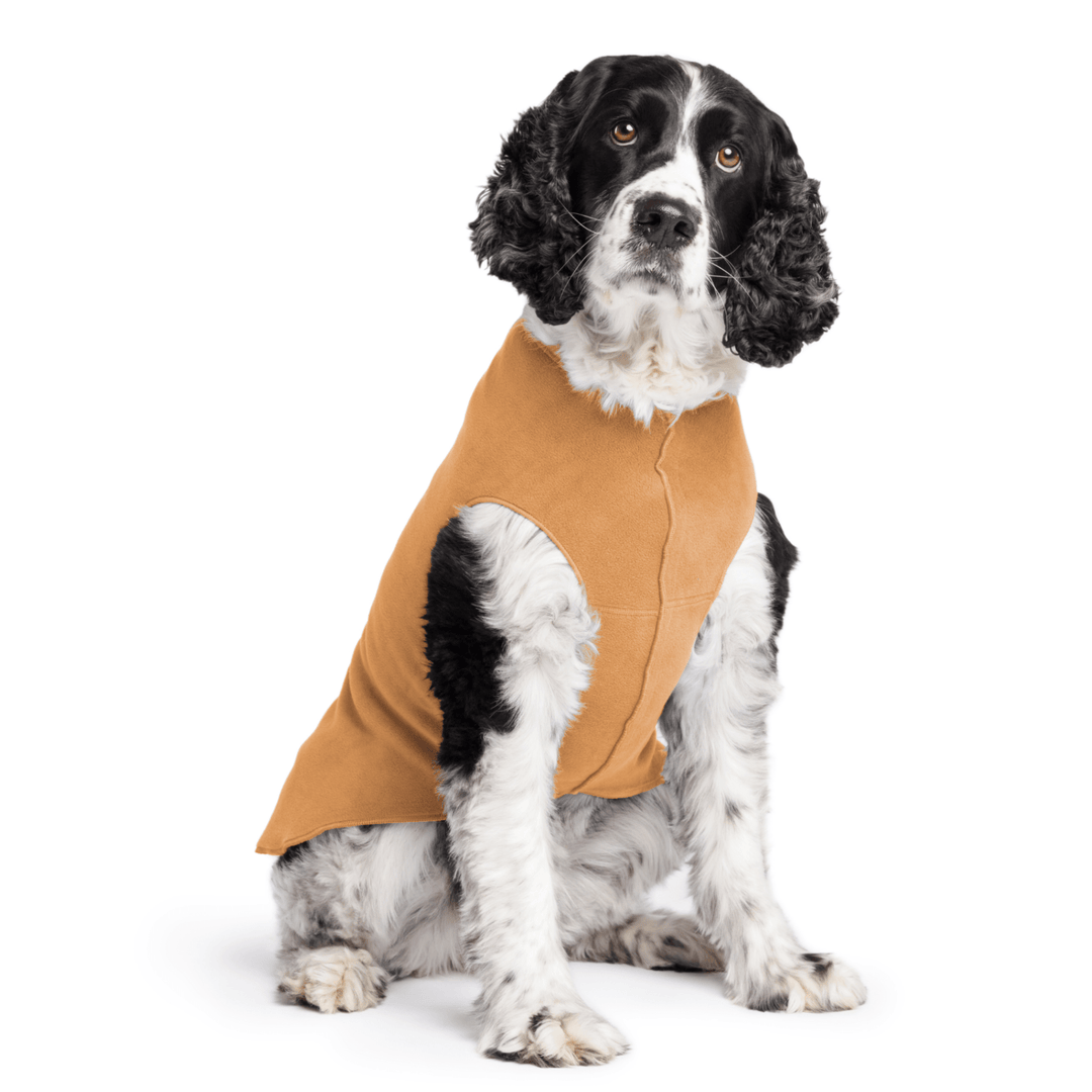 Springer Spaniel is sitting wearing a Chipmunk brown Stretch Fleece in front of a white background