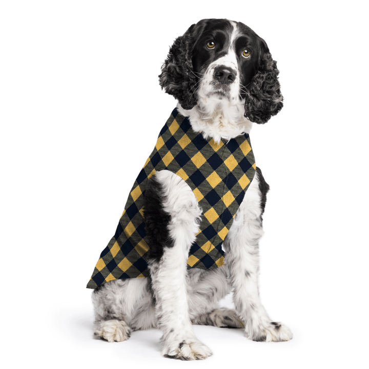 Springer Spaniel is sitting wearing a Gold and black Buffalo Check Stretch Fleece in front of a white background
