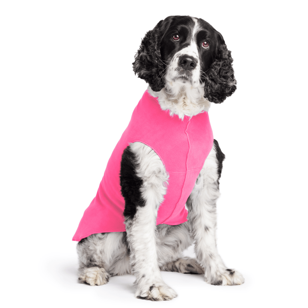 Springer Spaniel is sitting wearing a Hot Pink Stretch Fleece in front of a white background