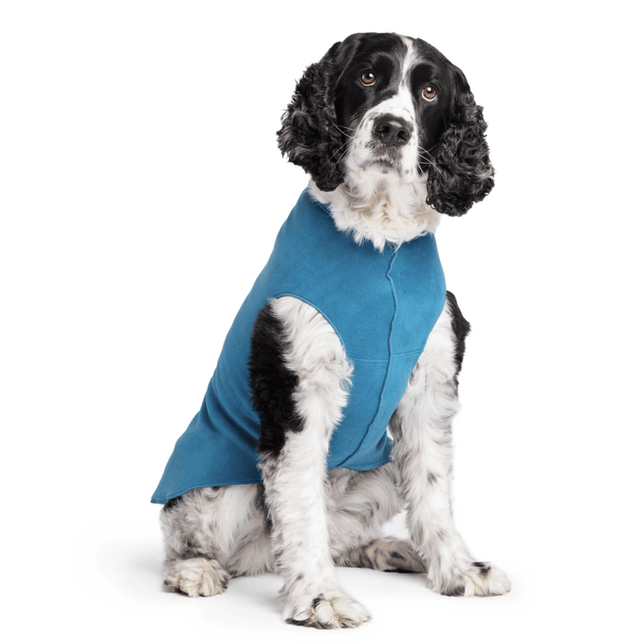 Springer Spaniel is sitting wearing a Marine blue Stretch Fleece in front of a white background