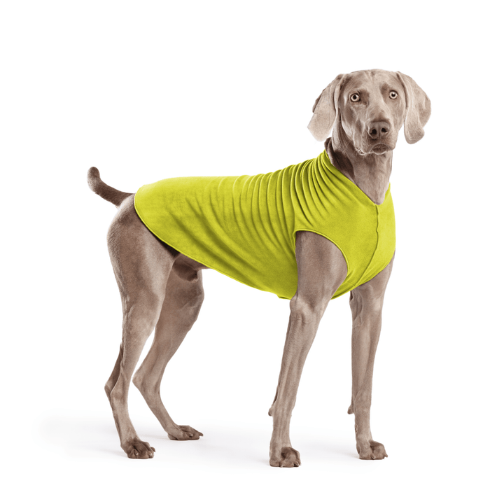 Weimaraner is standing wearing an Avocado green Stretch Fleece in front of a white background