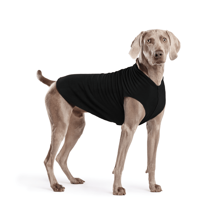 Weimaraner is standing wearing a Black Stretch Fleece in front of a white background