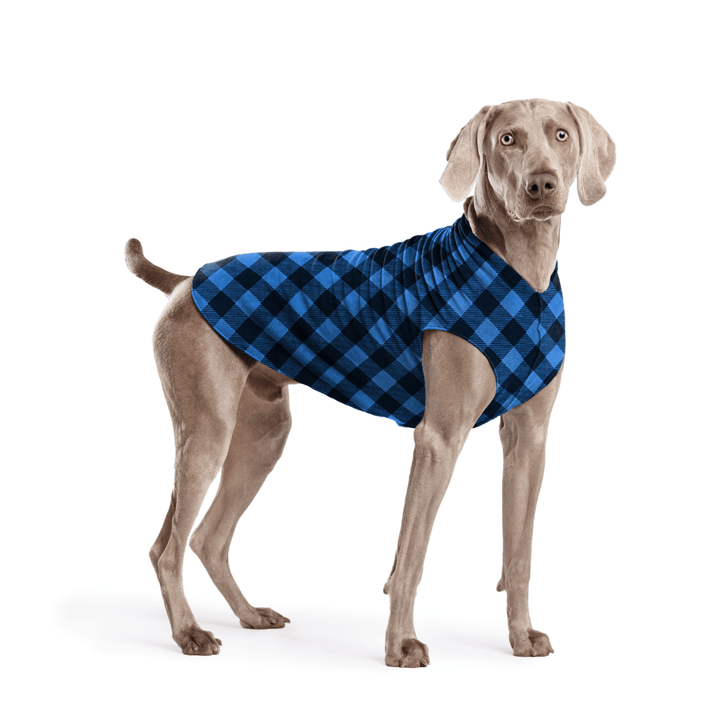 Weimaraner is standing wearing a Cobalt and black Buffalo Check Stretch Fleece in front of a white background