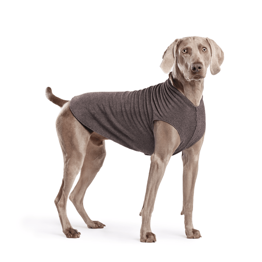 Weimaraner is standing wearing a Charcoal Stretch Fleece in front of a white background