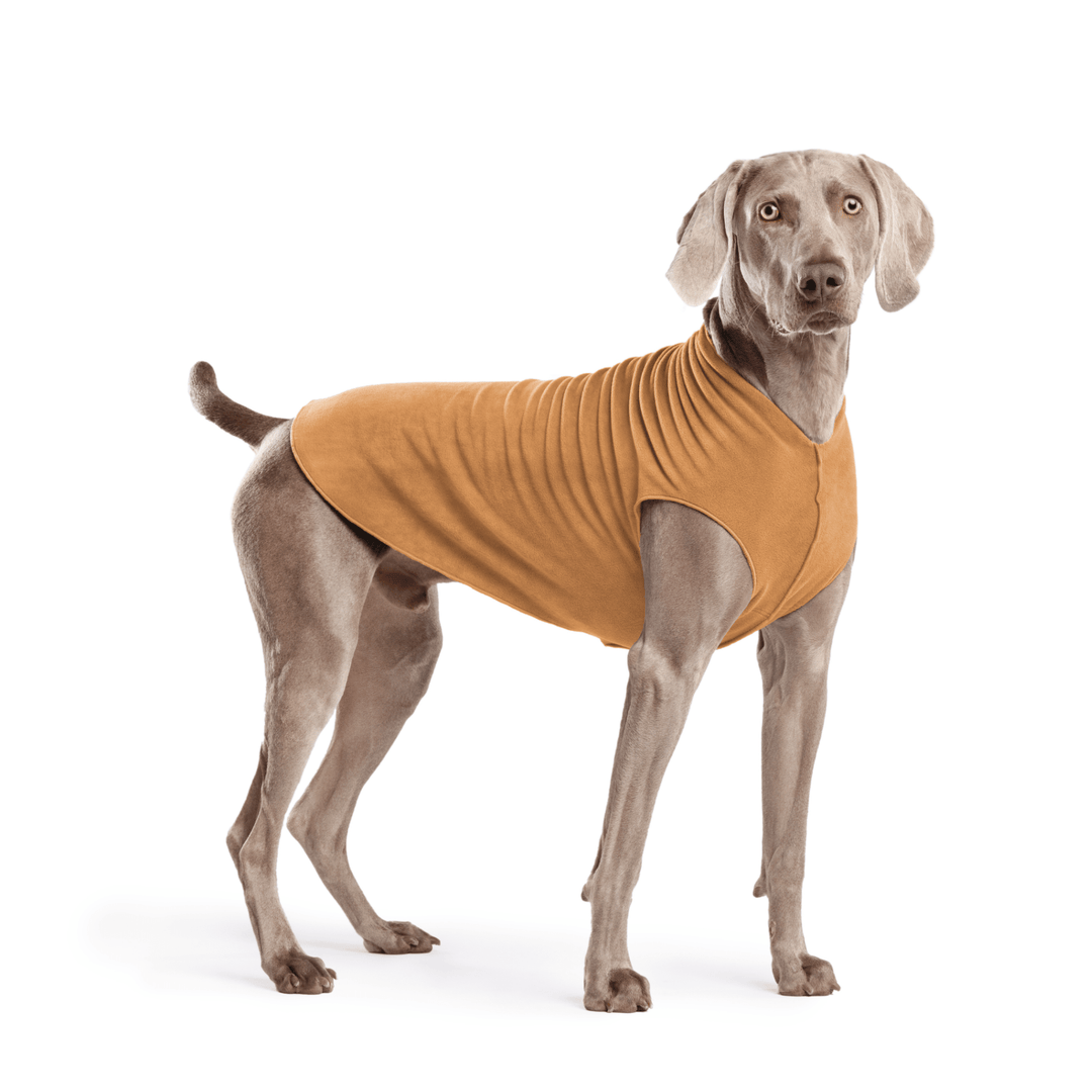 Weimaraner is standing wearing a Chipmunk brown Stretch Fleece in front of a white background