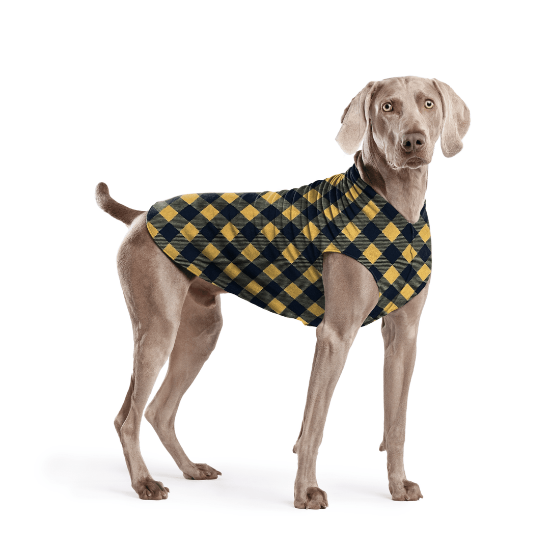 Weimaraner is standing wearing a Gold and black Buffalo Check Stretch Fleece in front of a white background