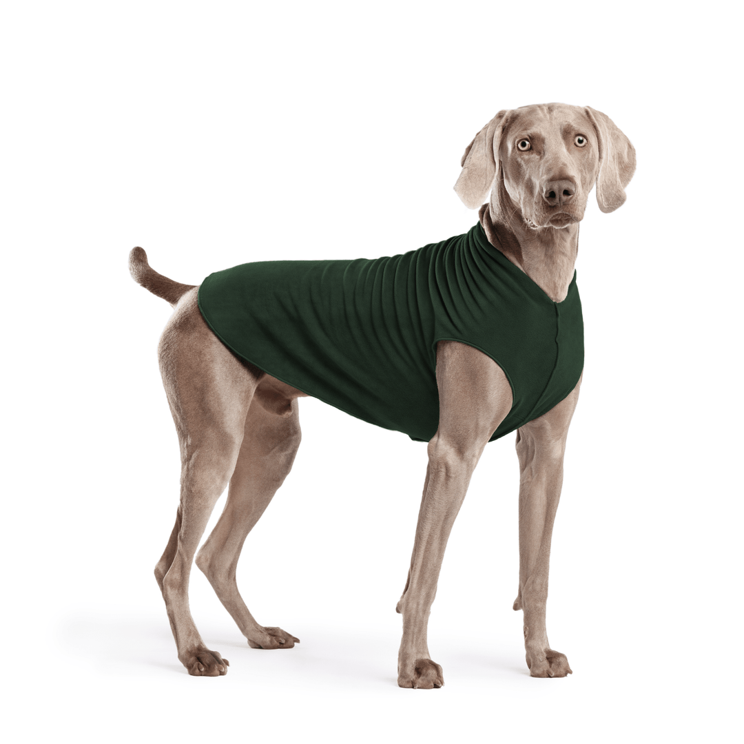 Weimaraner is standing wearing a Hunter Green Stretch Fleece in front of a white background