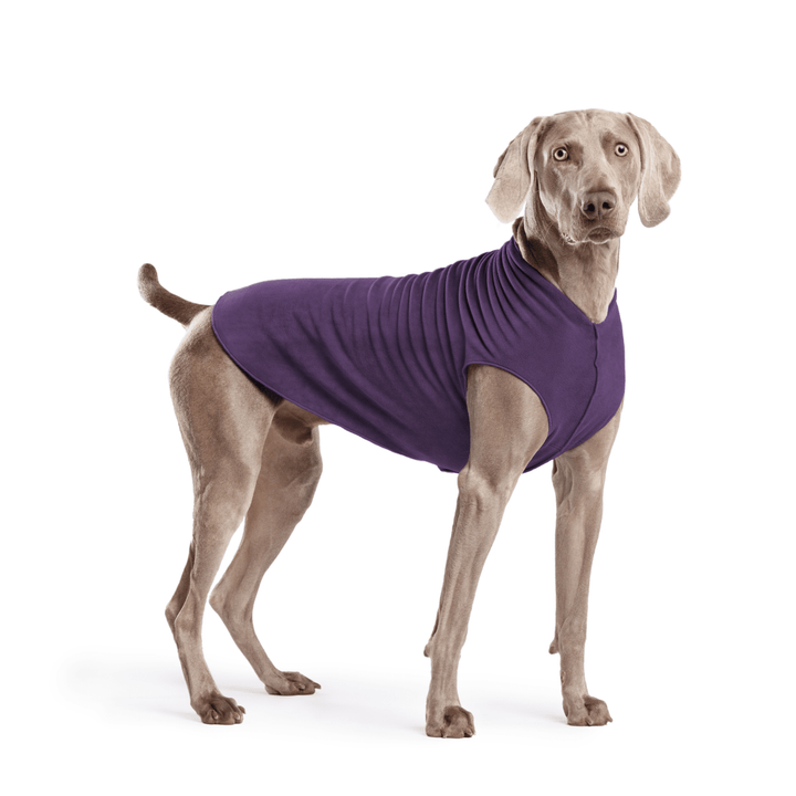 Weimaraner is standing wearing a Huckleberry purple Stretch Fleece in front of a white background