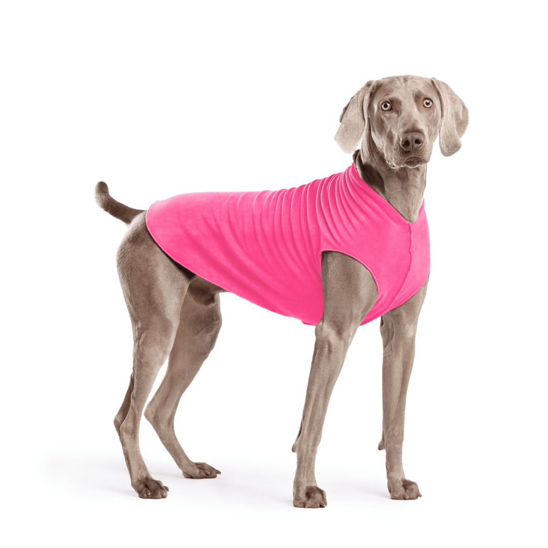Weimaraner is standing wearing a Hot Pink Stretch Fleece in front of a white background