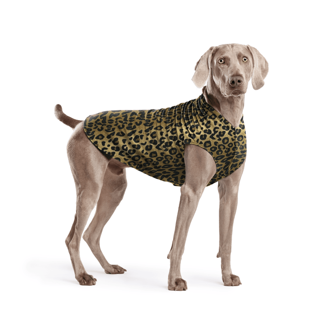 Weimaraner is standing wearing a Leopard print Stretch Fleece in front of a white background