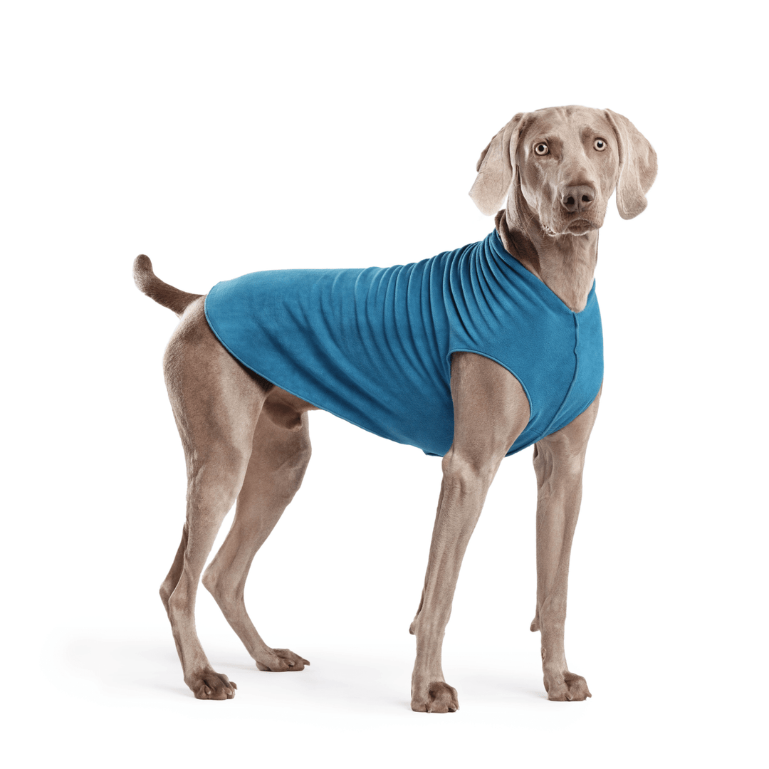 Weimaraner is standing wearing a Marine blue Stretch Fleece in front of a white background