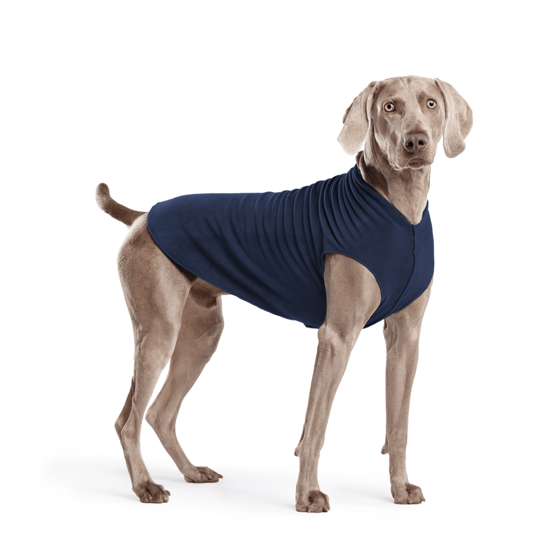 Weimaraner is standing wearing a Navy Stretch Fleece in front of a white background