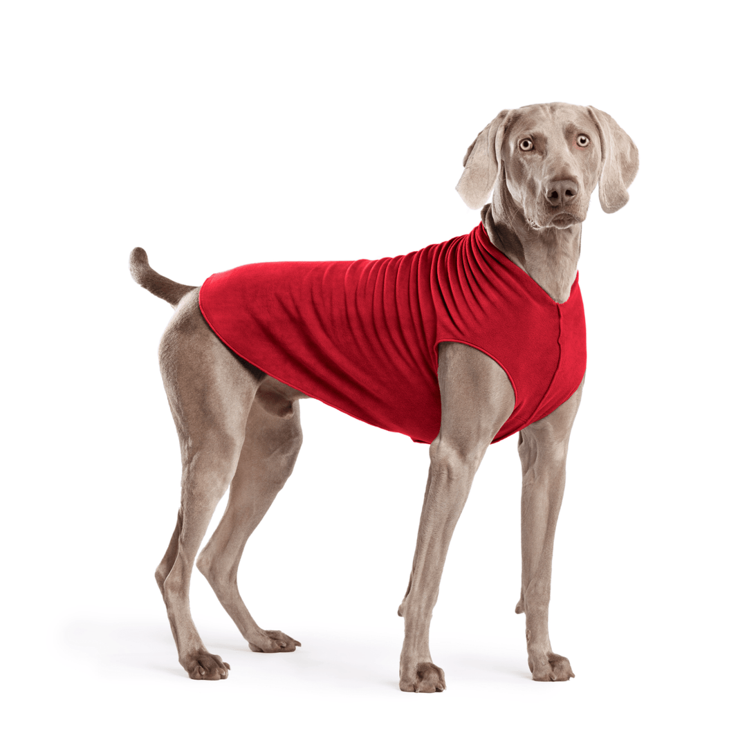 Weimaraner is standing wearing a Red Stretch Fleece in front of a white background