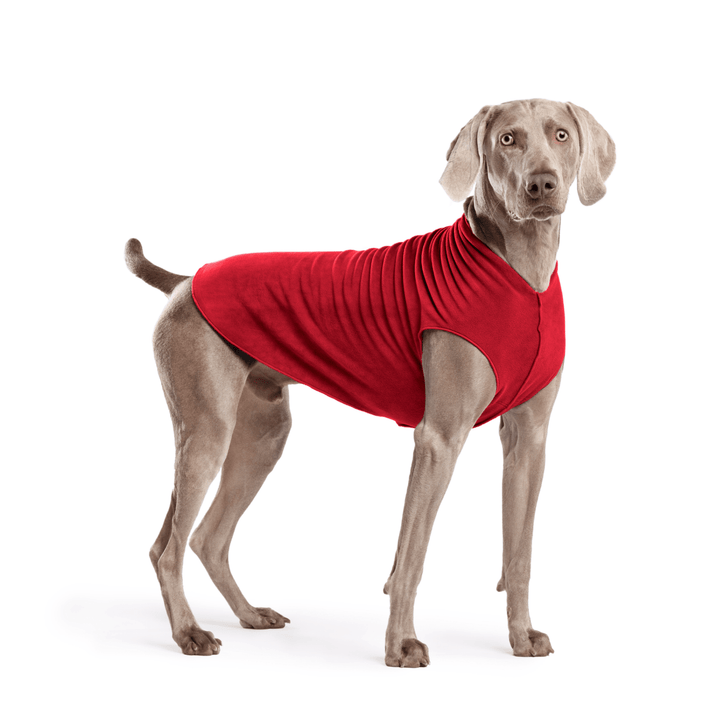 Weimaraner is standing wearing a Red Stretch Fleece in front of a white background