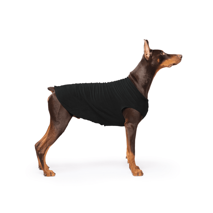Doberman is standing wearing a Black Stretch Fleece in front of a white background