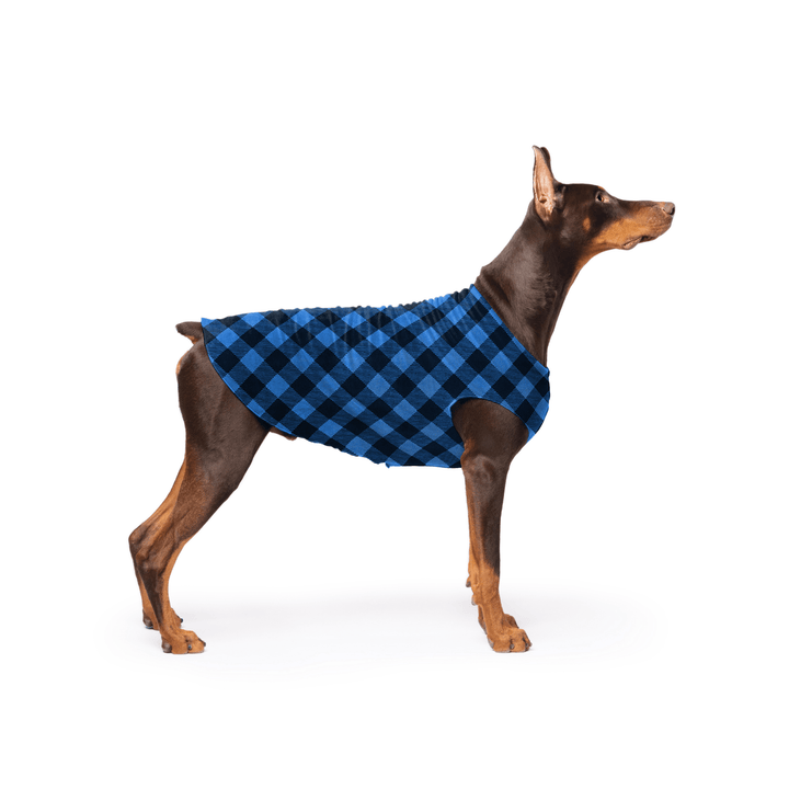 Doberman is standing wearing a Cobalt and black Buffalo Check Stretch Fleece in front of a white background